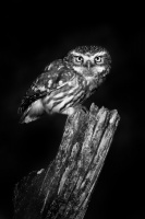 Sycek obecny - Athene noctua - Little Owl 3954bw